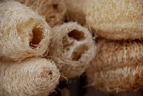 Loofah