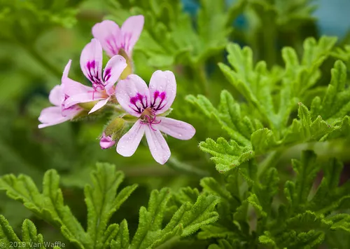 Rose Geranium Essential Oil