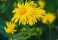 Arnica Herb