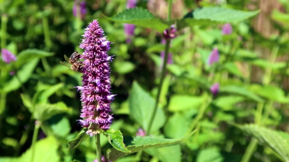 Patchouli Essential Oil