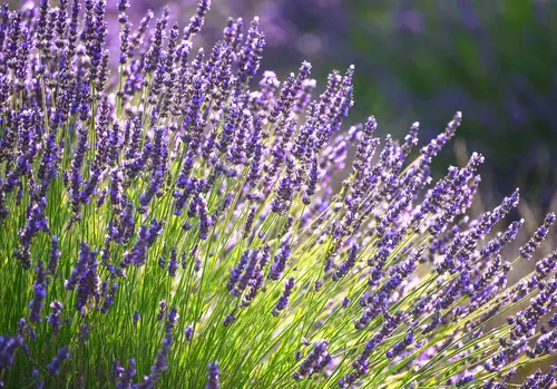 Lavender Herb