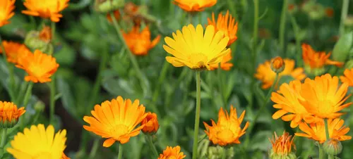 Calendula Herb