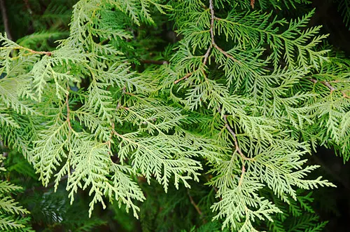 Cedarwood Essential Oil