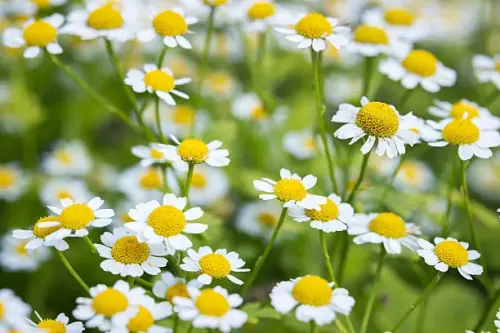 Chamomile Flowers