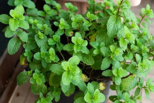 Mint Leaves