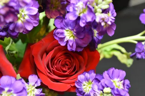 Violet and Rose