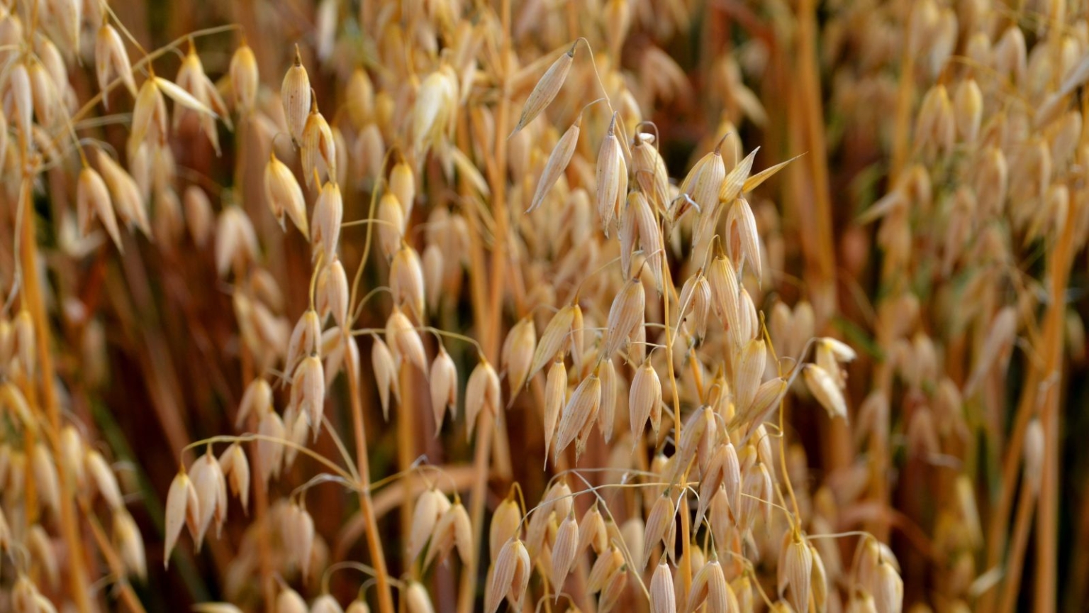 Colloidal Oatmeal