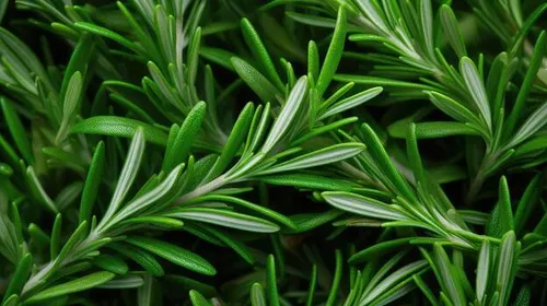 Rosemary Herb