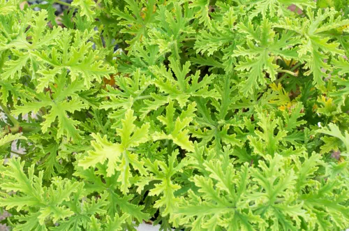 Citronella Essential Oil