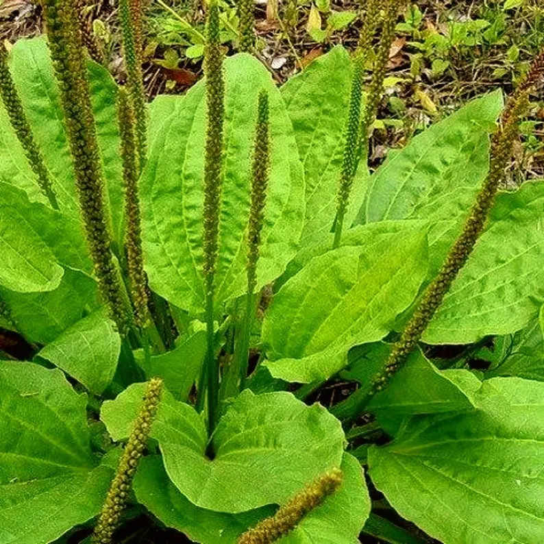 Plantain Leaf