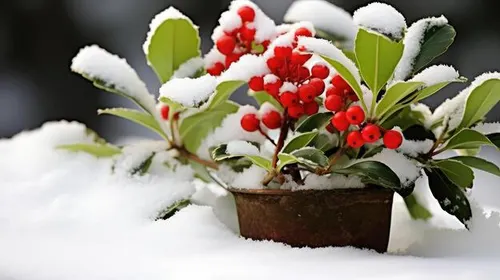 Wintergreen Essential Oil