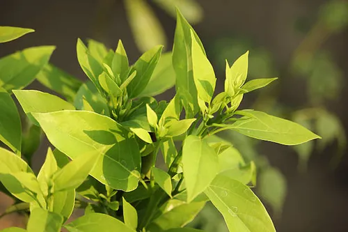 Camphor Essential Oil