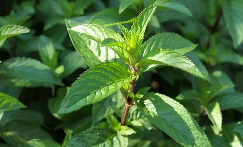 Peppermint Hydrosol