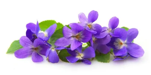 Violet