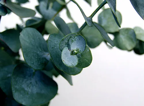 Eucalyptus Essential Oil