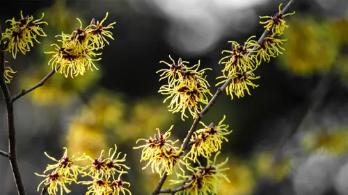 Witch Hazel